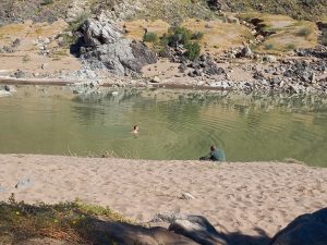 Rikus having a swim. Photo: Ulla