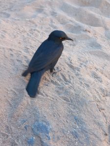 Photo: Ulla